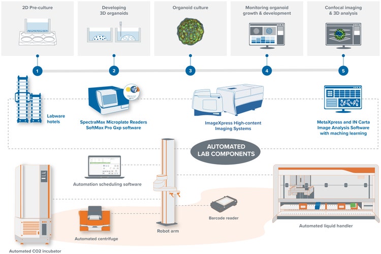 Automation-ready systems for cellular screening workflows