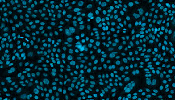 Die Evolution der Rolle von CHO-Zellen in der Entwicklung von Zelllinien