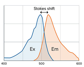 Stokes-Verschiebung und Fluorophor-Abhängigkeit
