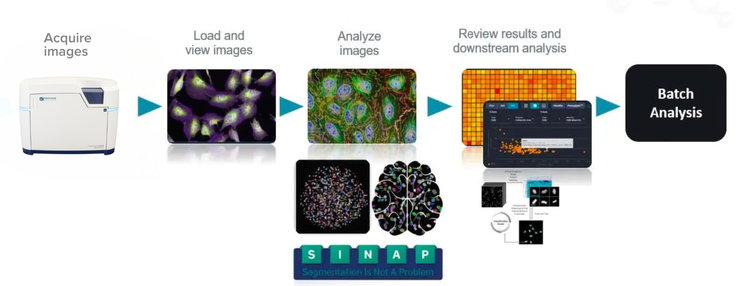 IN Carta Image Analysis Software für die auf maschinellem Lernen basierende Hochdurchsatz-Analyse