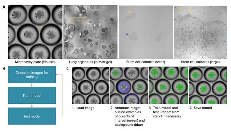 Beispiele verschiedener biologischer Modelle werden vorgestellt, die für die quantitative Analyse eine Herausforderung darstellen