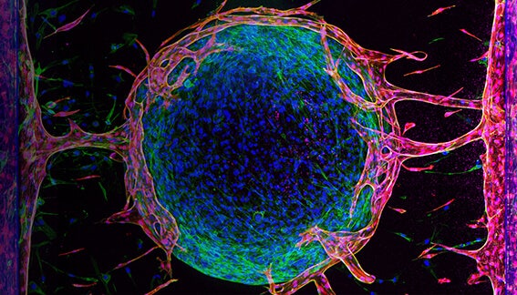 3D Tissue Models Imaging and Automation of Organ-On-A-Chip